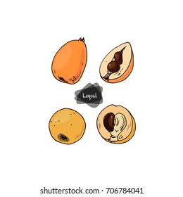 Hand drawn sketch loquat and half loquat set on white background. Japanese medlar set. Color illustration.