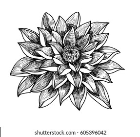 Hand drawn and sketch lotus flower ,isolate on white background