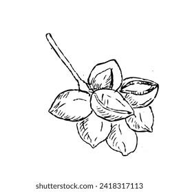 Hand Drawn Sketch Macadamia Nuts on branch outline. Vector illustration isolated. Can used for wrapping paper, card, banner, menu background. 