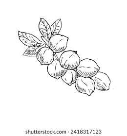 Hand drawn sketch Macadamia nuts on branch outline. Vector illustration can used for banner, beauty background, food wrapping, poster. Plant part of macadamia tree. 