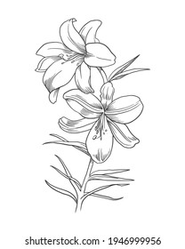 Hand Drawn Sketch Madonna Lily Vector Stock Vector (Royalty Free ...