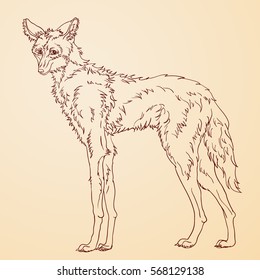 Hand drawn sketch maned wolf. Cartoon Vector illustration, isolated . guara wolf, lobo-guara or Chrysocyon brachyurus.