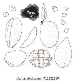 Hand drawn sketch mango set on white background. Vector illustration. 