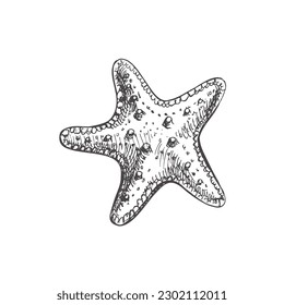 Hand drawn sketch of marine Starfish,   ocean aquatic underwater vector. Engraving illustration on white background.