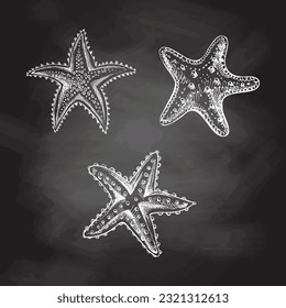 Hand drawn sketch of marine Starfishs, ocean aquatic underwater vector. Engraving illustration on chalkboard  background.	
