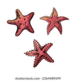 Hand drawn sketch of marine Starfishs, ocean aquatic underwater color vector. Engraving illustration on white background.	