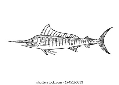 Hand drawn sketch of Marlin fish isolated on white background