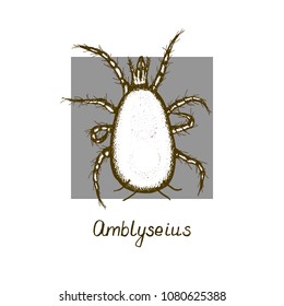 Hand drawn sketch of mite Amblyseius in ink on grey background. Vector illustration.