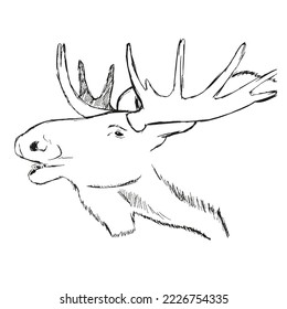 A hand drawn sketch of a moose on white background. Isolated vector graphic.
