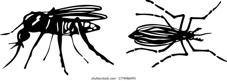 Esbozo dibujado a mano de mosquitos. Dibujo vectorial de insectos aislados en fondo blanco. Ilustraciones de estilo de grabado.