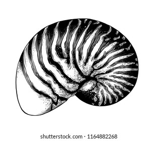 Hand drawn sketch of nautilus shell in black isolated on white background. Detailed vintage style drawing. Vector illustration