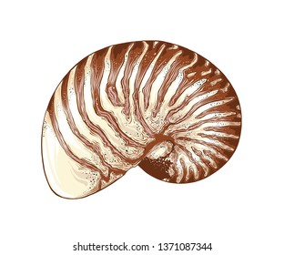 Hand drawn sketch of nautilus shell in color, isolated on white background. Detailed vintage style drawing. Vector illustration