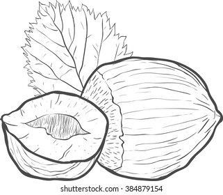 Hand drawn sketch nuts. Eco food. Vector illustration on the white background. Organic illustration