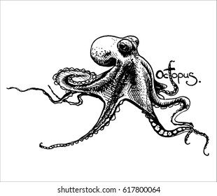 hand drawn sketch with octopus