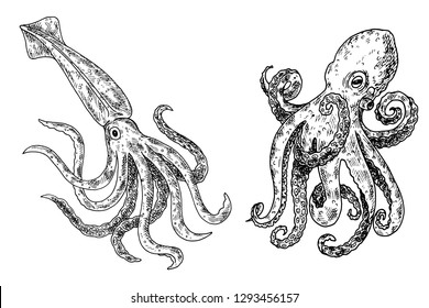 Hand drawn sketch octopus and squid.