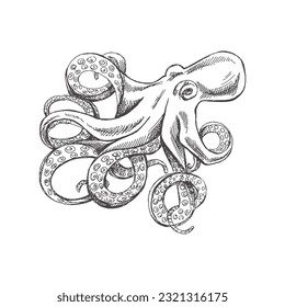 Hand drawn sketch of octopus. Vector aquatic monochrome  illustration isolated on white background.	