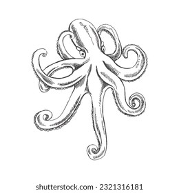 Hand drawn sketch of octopus. Vector aquatic monochrome  illustration isolated on white background.	