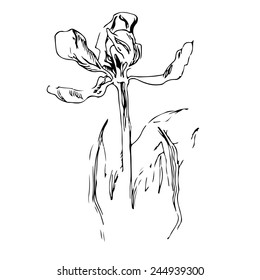 Hand drawn sketch of an old tulip flower with leaves. Black and white graphic art. Vector illustration.