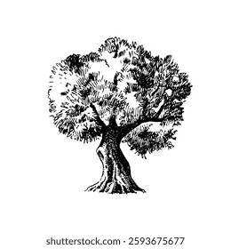 Hand drawn sketch olive tree. Vector illustration