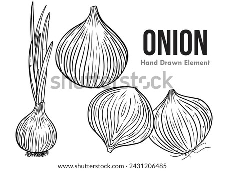 Hand drawn sketch of onion set. Vector illustration of exotic farm fresh onions on a white background. line art. black ink