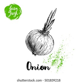 Hand drawn sketch onion with sprouts. Farm fresh vegetables poster.