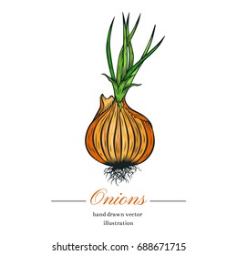 Hand drawn sketch onion sketch. Vector organic food illustration isolated on white background. 