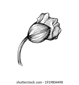 Hand drawn sketch of opening poppy bud on a white background. Poppy flower. Plants and flowers. 