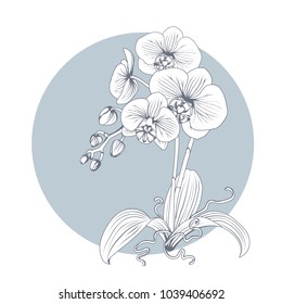 Hand drawn sketch orchid flower. Phalaenopsis contour image. Black and white with line art illustration.
