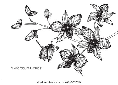 Hand Drawn And Sketch Orchid Flower. Black And White With Line Art Illustration.