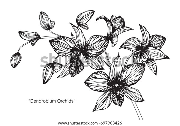 手描きで蘭の花をスケッチ 白黒の線付きイラスト のベクター画像素材 ロイヤリティフリー