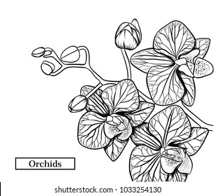 Hand drawn and sketch Orchids flower. Black and white with line art illustration and clip art on white backgrounds.Idea for business visit card, typography vector,print for t-shirt.