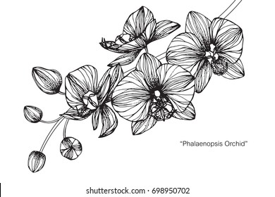 Hand drawn and sketch Orchids flower. Black and white with line art illustration.