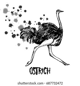 Hand drawn sketch of ostrich. Vector illustration isolated on white background.