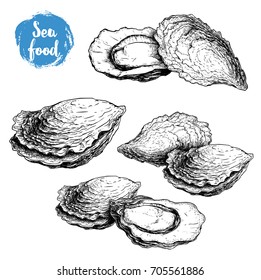 Hand drawn sketch oyster compositions set. Hand drawn illustration  of fresh seafood. Isolated on white background collection. Ideal for fish restaurant menu and sea food markets.