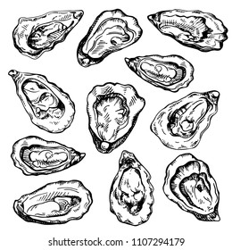 Hand drawn sketch oyster set. Sketch illustration of fresh seafood. Isolated on white background.