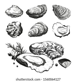 Hand Drawn Sketch Oyster Set. Seafood Cuisine And Dishes Poster. Vector Illustration Oyster Shell On White Background.