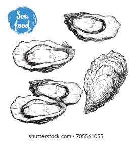 Hand drawn sketch oyster set. Hand drawn illustration  of fresh seafood. Isolated on white background collection. For restaurant menu and market flayers.