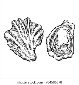 Hand Drawn Sketch Oyster Shell Illustration. Seafood Vector