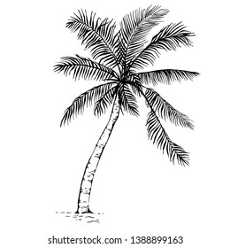 Hand drawn sketch Palm tree silhouette