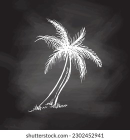 Esbozo dibujado a mano de la palmera. Ilustración vectorial vintage aislada en el fondo de la pizarra. Dibujo de Doodle. 