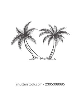 Hand drawn sketch of palm trees. Vintage vector illustration isolated on white background. Doodle drawing.