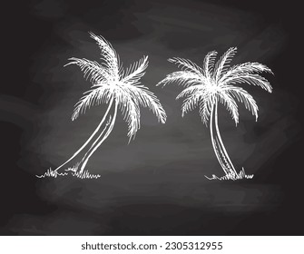 Hand drawn sketch of palm trees. Vintage vector illustration isolated on chalkboard  background. Doodle drawing.