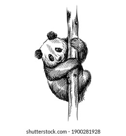 Handgezeichnete Skizze von Panda, die Bambusbaum auf weißem Hintergrund klettert. Panda-Panda-Käfer