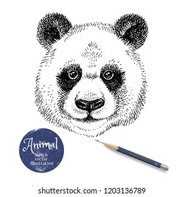 Hand drawn sketch panda head illustration. Isolated cute portrait on white background