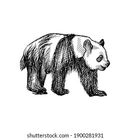 Esbozo dibujado a mano de panda caminando sobre un fondo blanco. Oso de panda. Adult panda caminando sobre cuatro patas