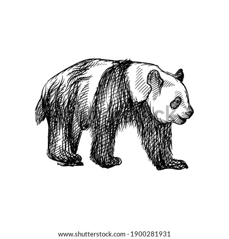 Hand drawn sketch of panda walking on a white background. Cute panda bear. Adullt panda walking on four paws