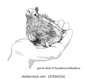 Hand drawn sketch of parrot chick of 
cockatiel (Nymphicus hollandicus, corella) in the hand on isolated 
white background. Vector illustration.