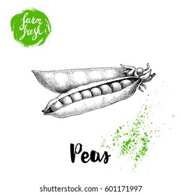Hand drawn sketch pea pod group. Farm fresh vegetables. Vector organic food illustration isolated on white background. 