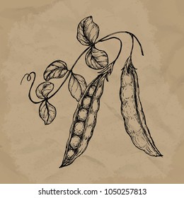 Hand Drawn Sketch Peas Leafs Farm Stock Vector (Royalty Free