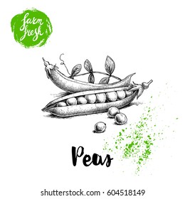 Hand drawn sketch peas with leafs. Farm fresh veggies. Vector organic food illustration isolated on white background. 